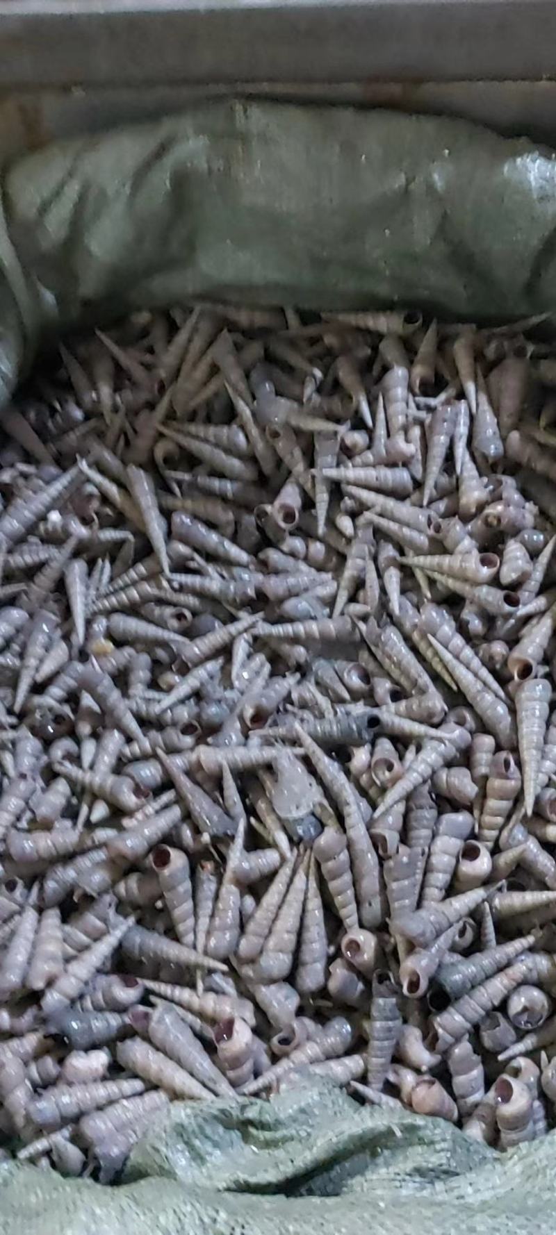 钉螺（个头均匀，可大量批发，支持个地州发货，诚信经营）
