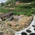 福建莆田仙游宏毅青黛种植专业合作社产地直销青黛