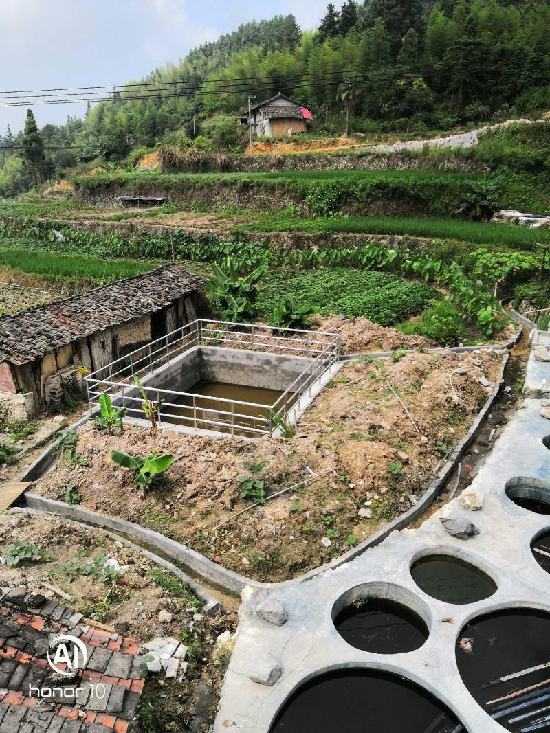 福建莆田仙游宏毅青黛种植专业合作社产地直销青黛