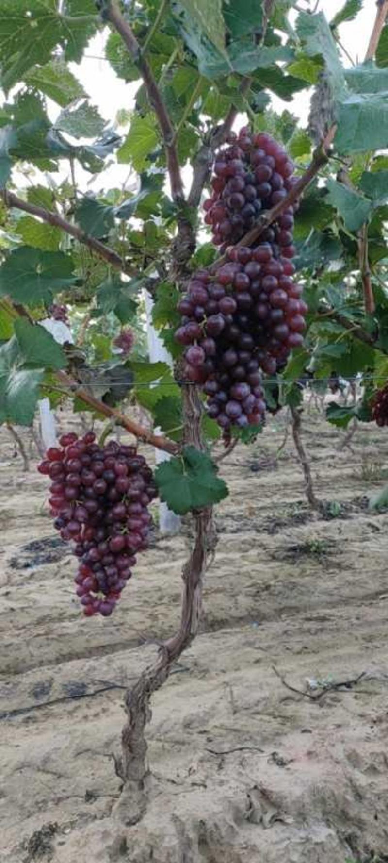 红宝石葡萄威县精品红宝石葡萄产地直供货好价美