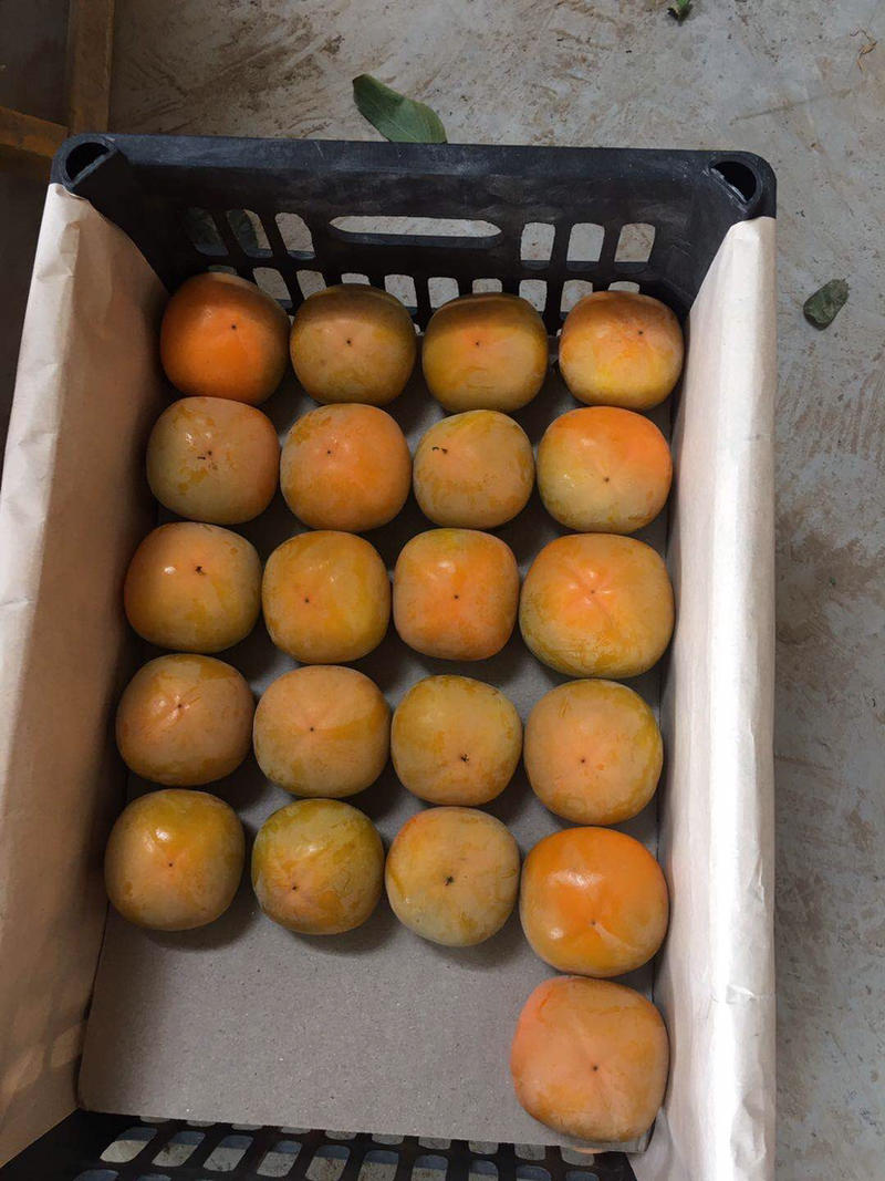 陕西七月黄，八月黄柿子大量上市，货源充足，物美价廉