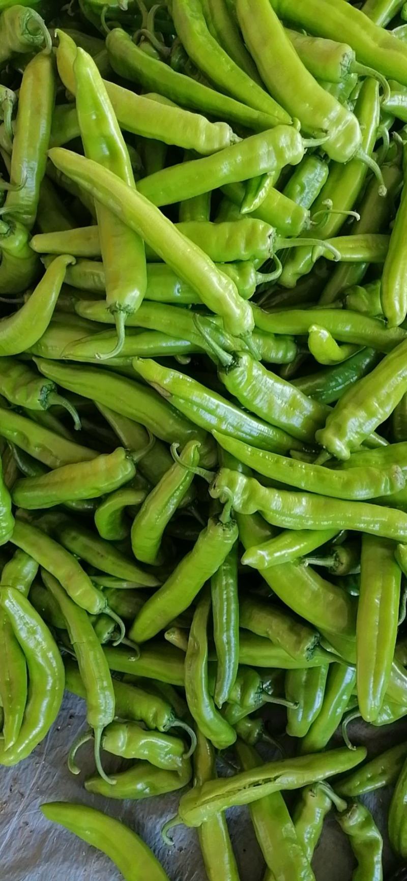 润丰蔬菜货站诚信代办各种蔬菜至优惠的价格保质量高品质