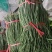 润丰蔬菜货站诚信代办各种蔬菜至优惠的价格保质量高品质
