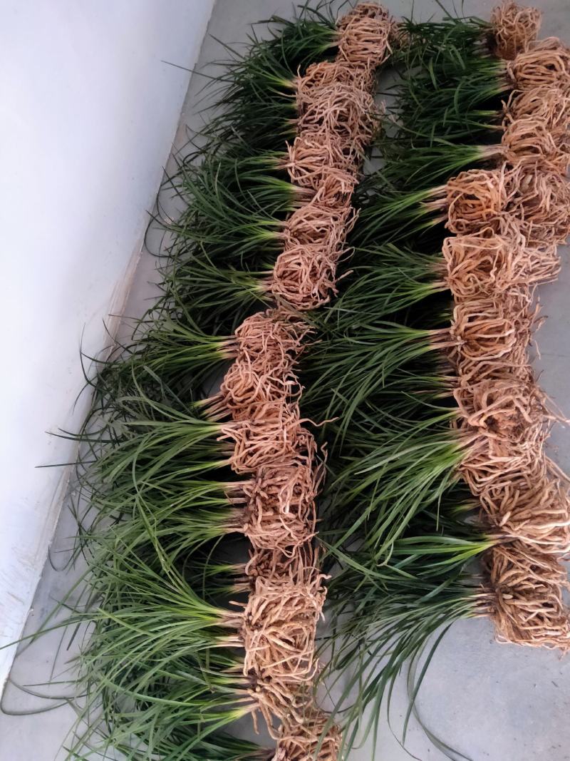 兰花蕙兰春兰盆景2～3年熟草开花浓香批发零售