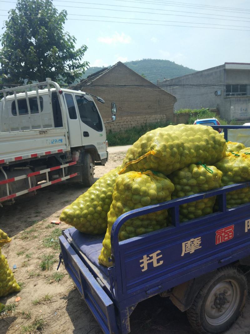 灵宝核桃，清香开园，购销高户，欢迎前来。