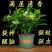 夜来香花树苗九里香花卉盆栽植物室内驱蚊花浓香四季开花好养