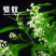 夜来香花树苗九里香花卉盆栽植物室内驱蚊花浓香四季开花好养