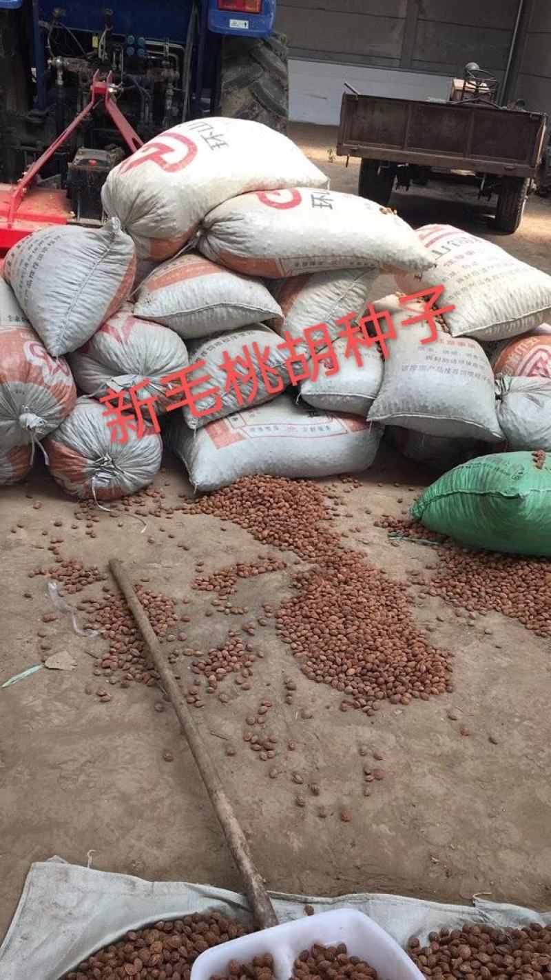 毛桃核毛桃种子大量供应春季是沙藏好毛桃核及毛桃芽