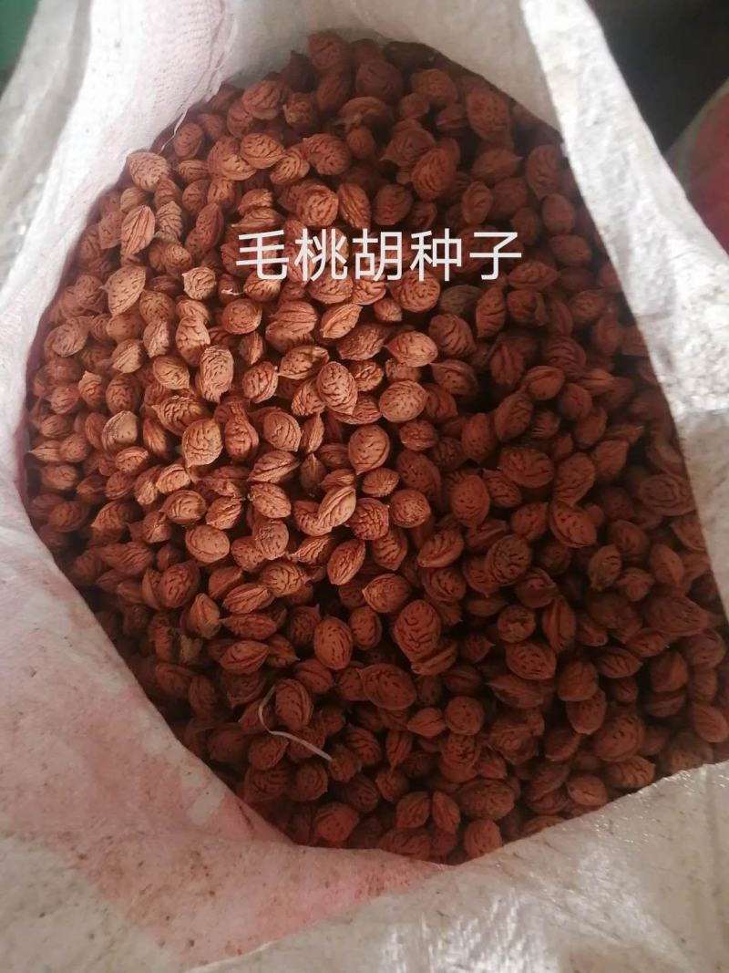 毛桃核毛桃种子大量供应春季是沙藏好毛桃核及毛桃芽
