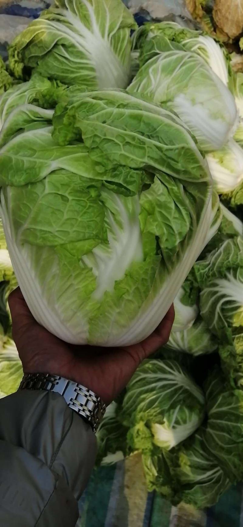 河南大白菜，秦白2号白菜，颜色翠绿，量大从优适用于学校食堂