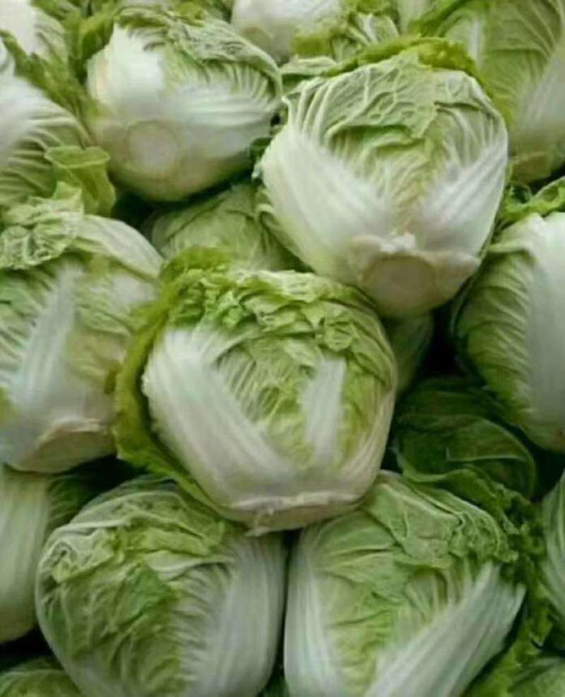河南大白菜，秦白2号白菜，颜色翠绿，量大从优适用于学校食堂