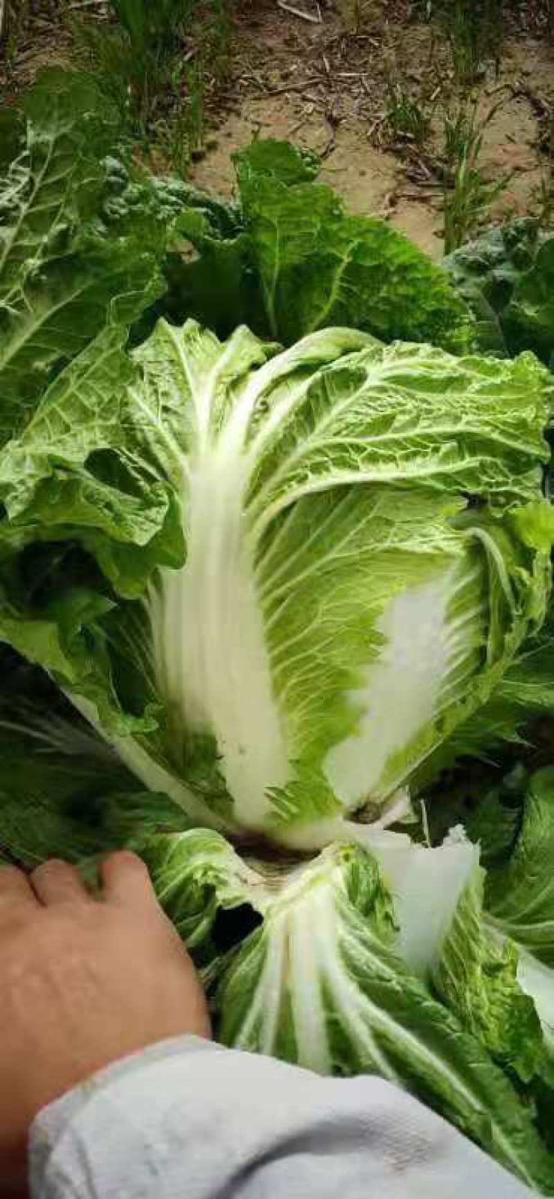 河南大白菜，秦白2号白菜，颜色翠绿，量大从优适用于学校食堂