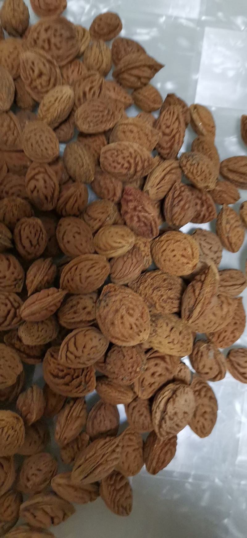 毛桃核毛桃种子大量供应春季是沙藏好毛桃核及毛桃芽