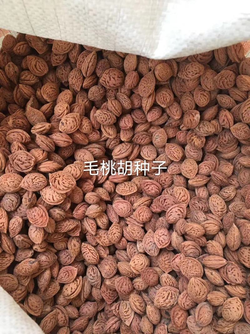 毛桃核毛桃种子大量供应春季是沙藏好毛桃核及毛桃芽