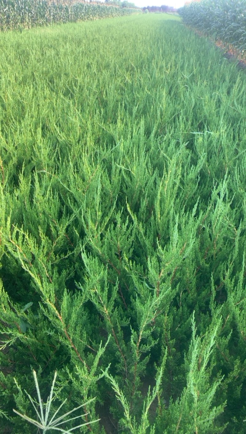 大小龙柏规格50～60