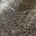 水产种苗杂交黄骨鱼苗，皮毛好，无病无伤，长势迅猛，耐低氧