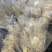 优质熟牛耳丝热卖中.实物实拍.质量看的见.可长期供应