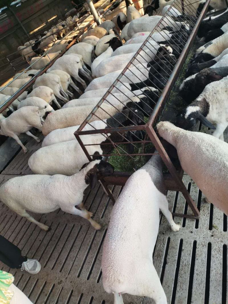 纯种黑头杜波一只也是批发价全国包邮