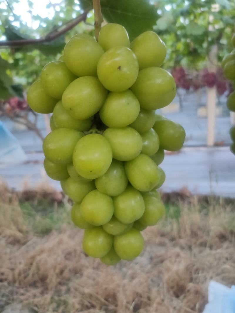 阳光玫瑰（晴王）香印青提大量上市