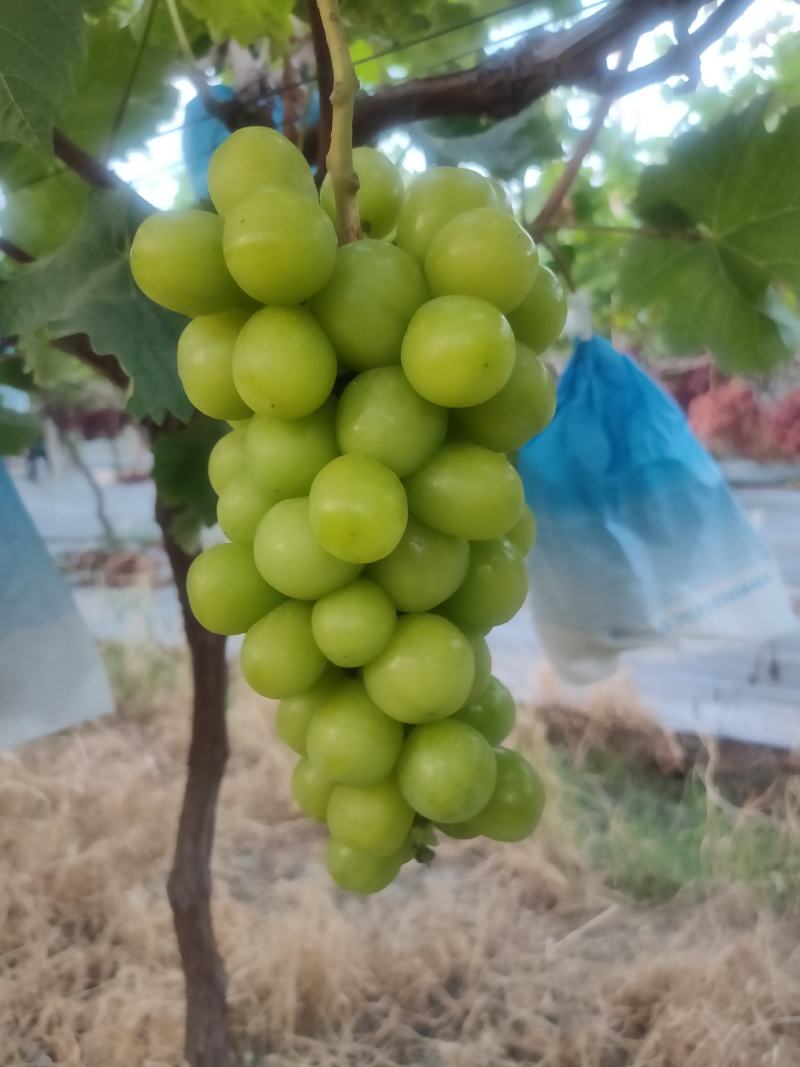 阳光玫瑰（晴王）香印青提大量上市