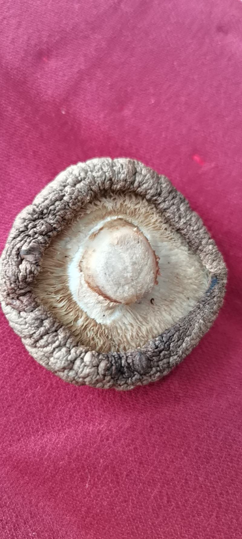 食用菌干香菇佛都基地的干货