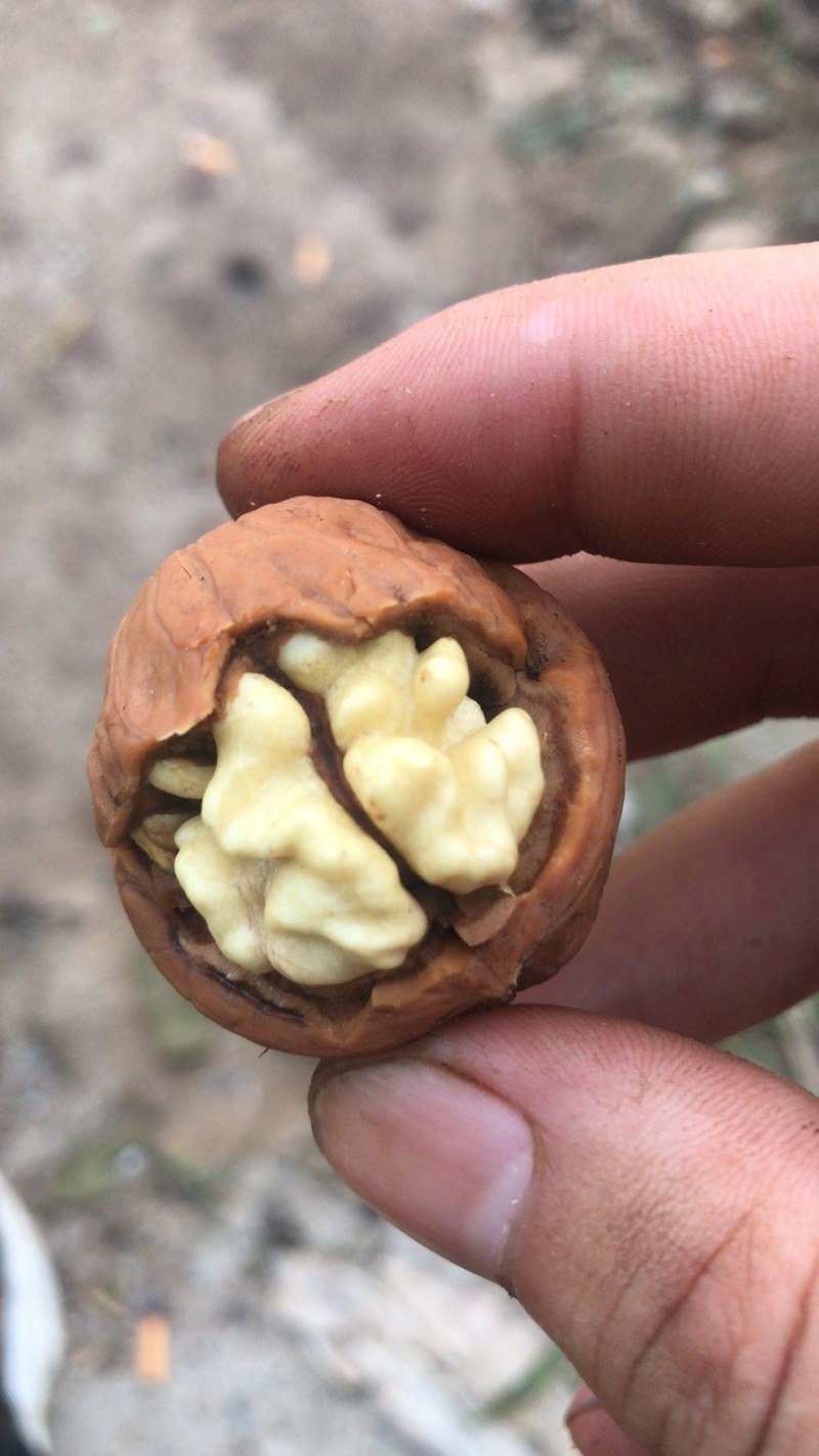 薄皮核桃，产地直销大量供应，价格便宜质量高……产地直销大