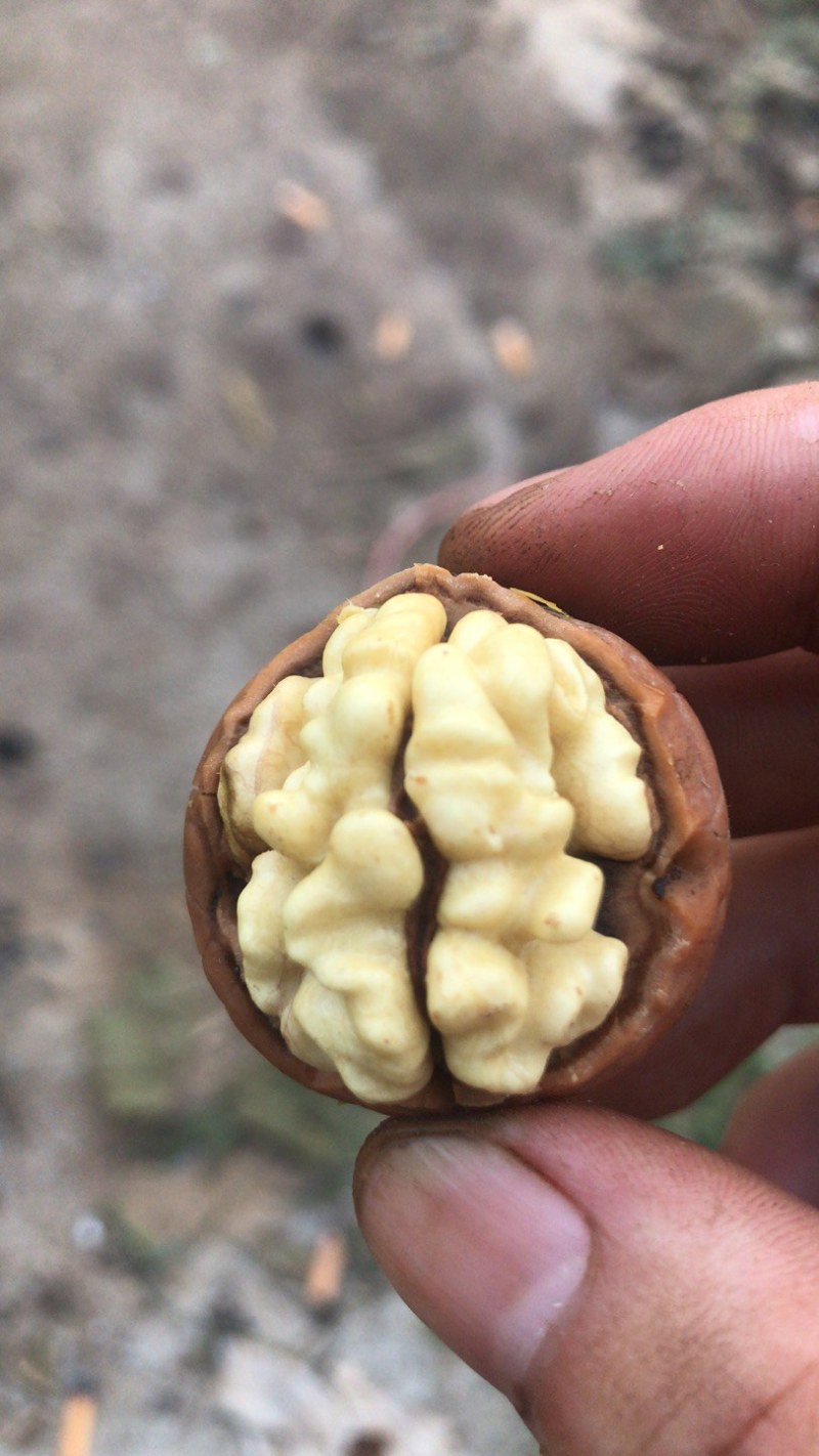 薄皮核桃，产地直销大量供应，价格便宜质量高……产地直销大