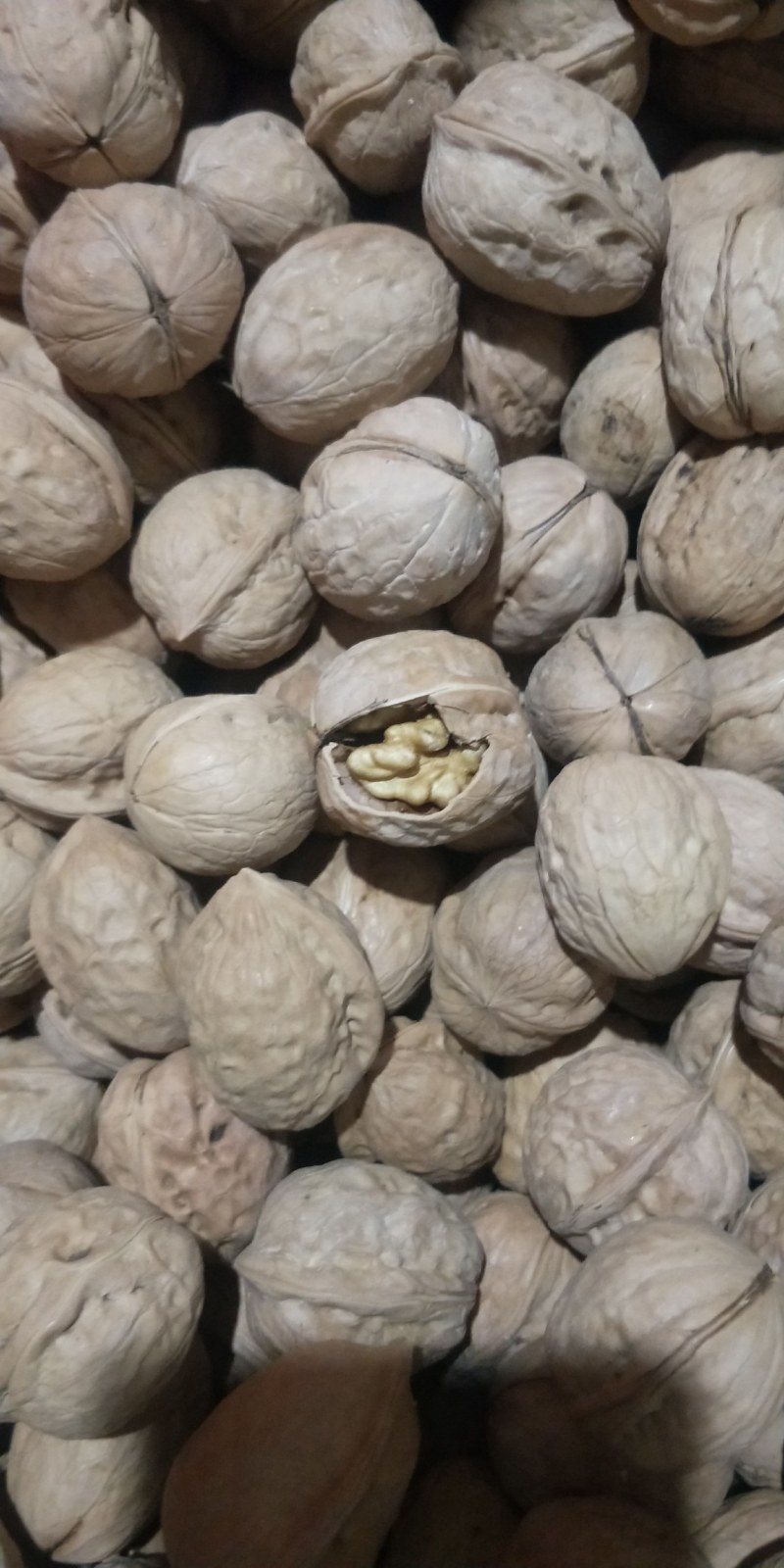 薄皮核桃，产地直销大量供应，价格便宜质量高……产地直销大