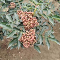 新鲜花椒干货大红袍山里自然野生花椒色泽鲜红个大视频看货