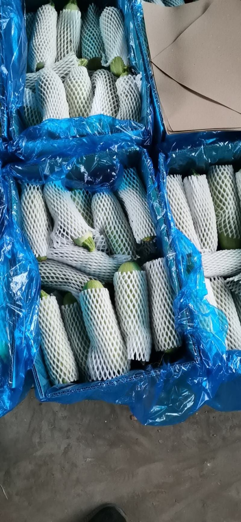 精品绿皮西葫芦已经上市了！一手货源！欢迎来电咨询订购！