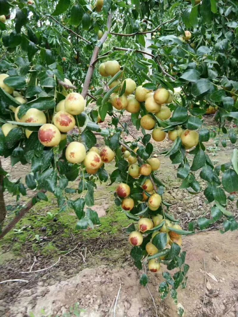 温棚钢架棚冷棚冬枣大量