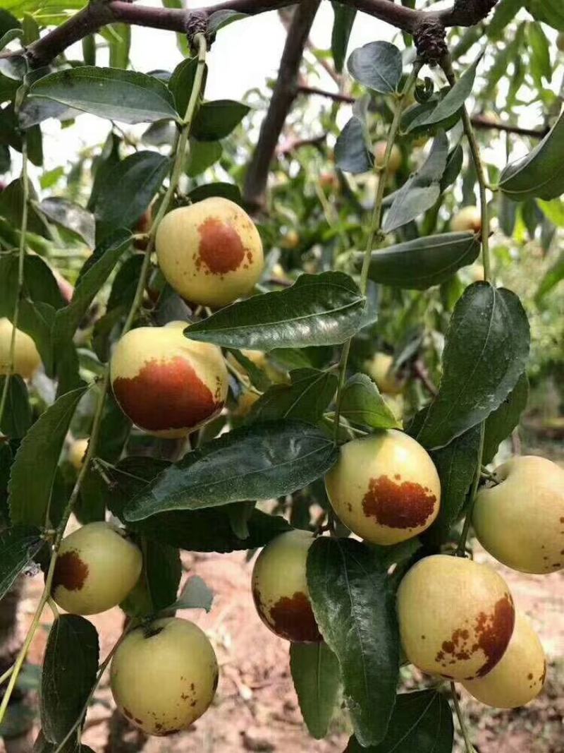 温棚钢架棚冷棚冬枣大量