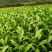 茶苗（极白茶.早奶白茶.安吉白茶.龙井43.中茶108）