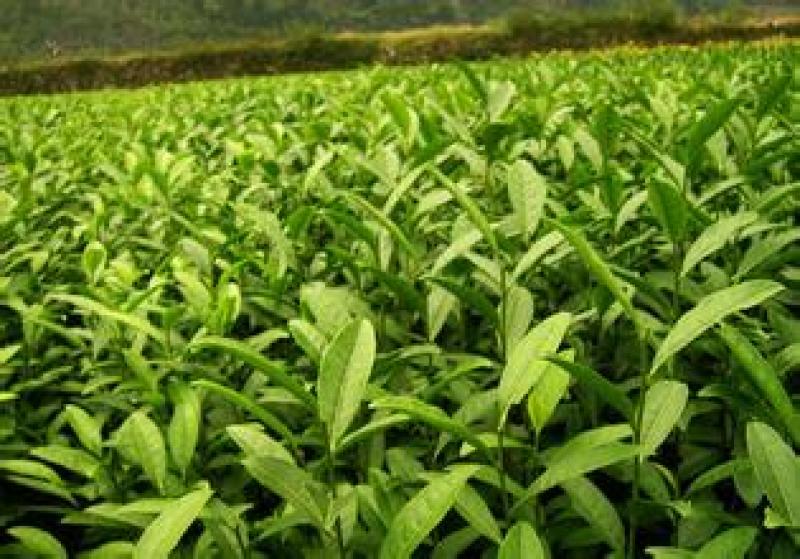 茶苗（极白茶.早奶白茶.安吉白茶.龙井43.中茶108）