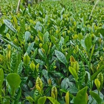 茶苗（极白茶.早奶白茶.安吉白茶.龙井43.中茶108）