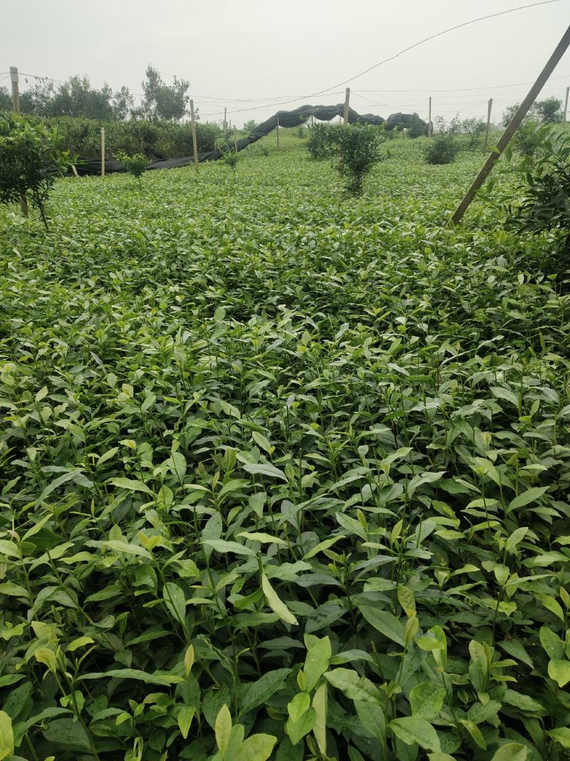 茶苗（极白茶.早奶白茶.安吉白茶.龙井43.中茶108）
