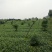 茶苗（极白茶.早奶白茶.安吉白茶.龙井43.中茶108）