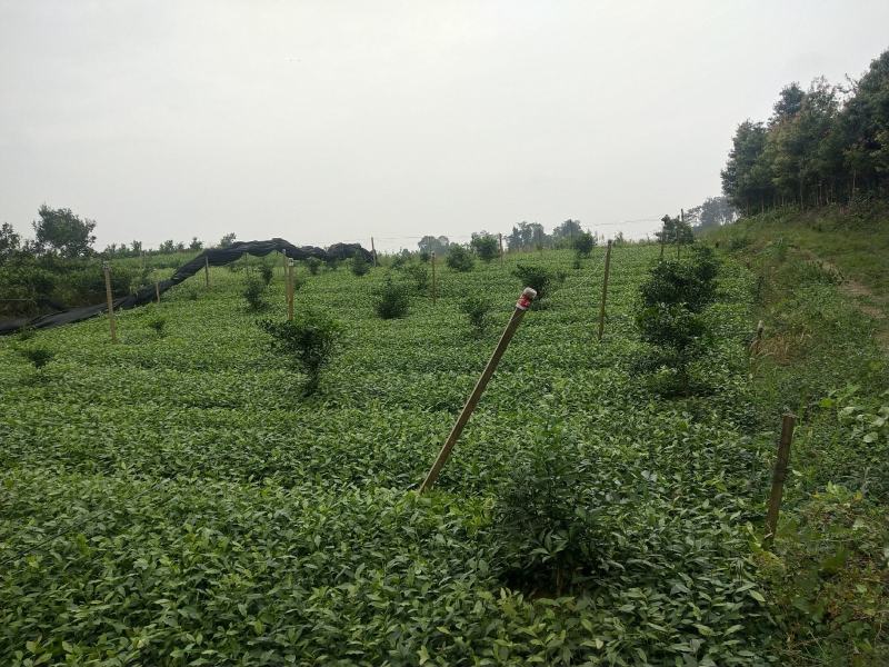 茶苗（极白茶.早奶白茶.安吉白茶.龙井43.中茶108）