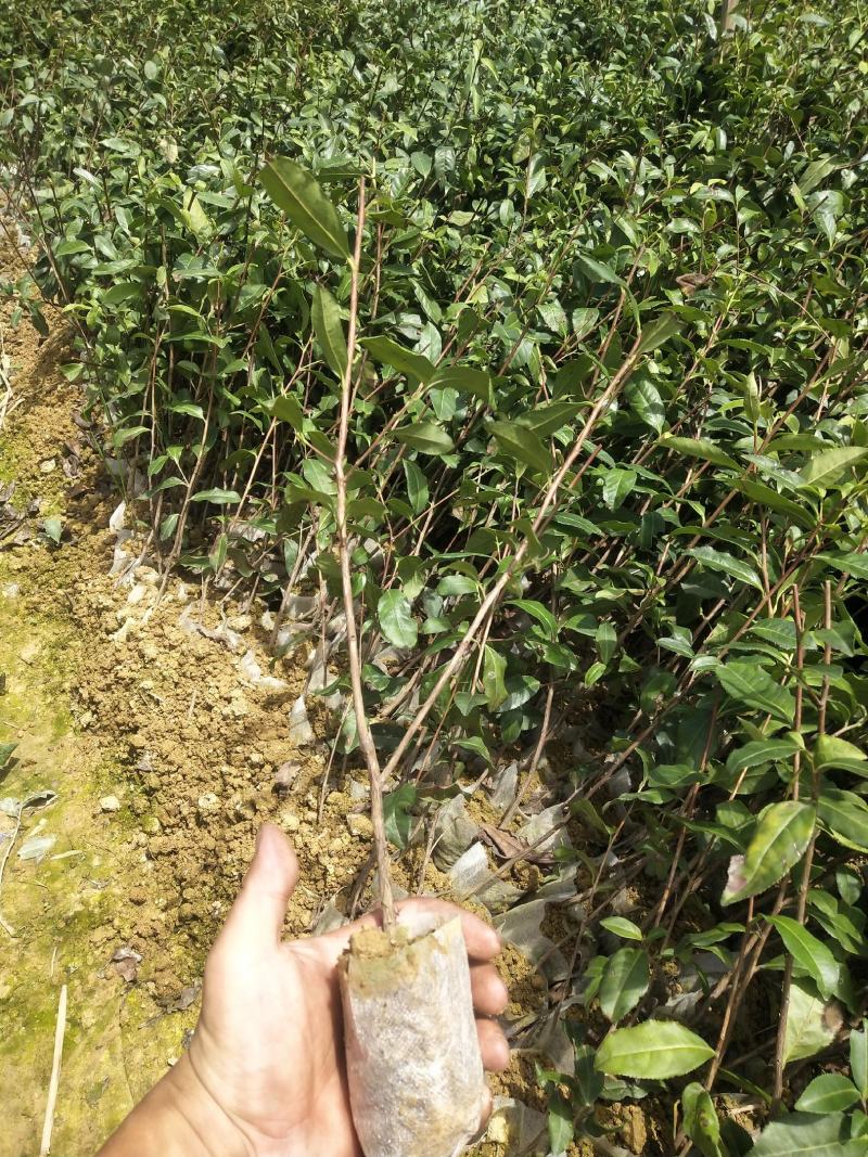 茶苗（极白茶.早奶白茶.安吉白茶.龙井43.中茶108）