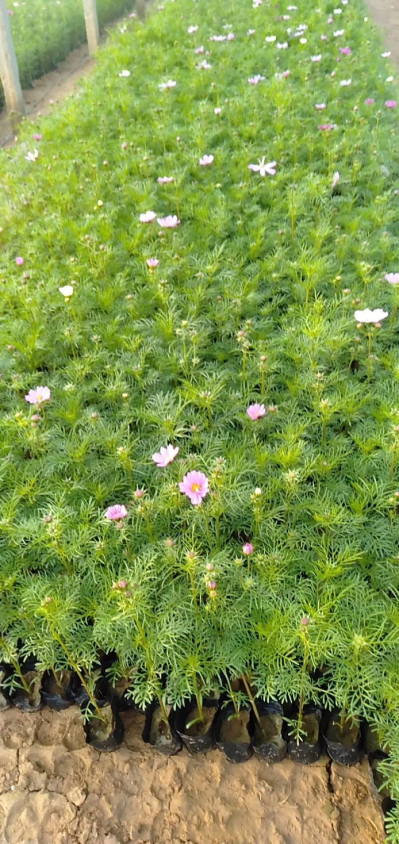 睡莲，水生植物睡莲，精品睡莲大盆，质优价廉