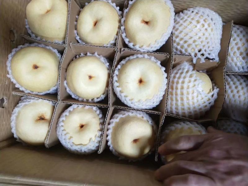 黄山梨红香酥梨上市供应