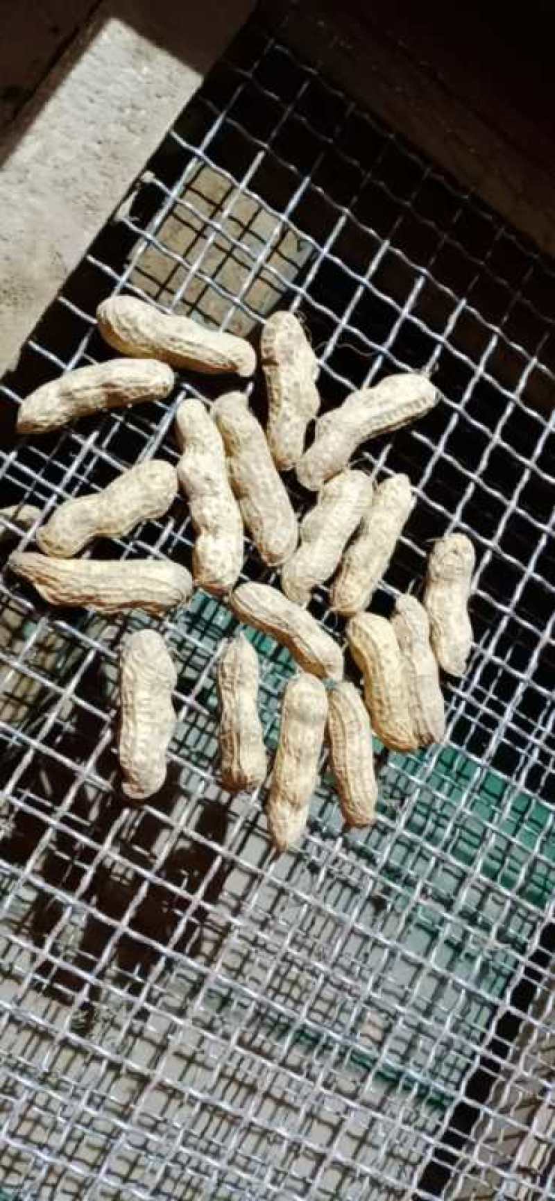 鲜花生，鲁花8号，大量上市，全国接单，保证质量，代发全国
