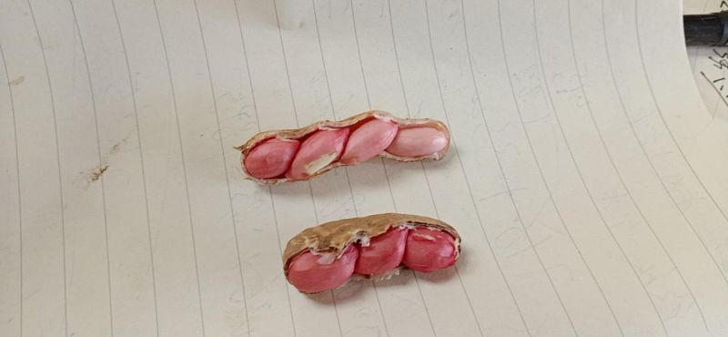 鲜花生，鲁花8号，大量上市，全国接单，保证质量，代发全国