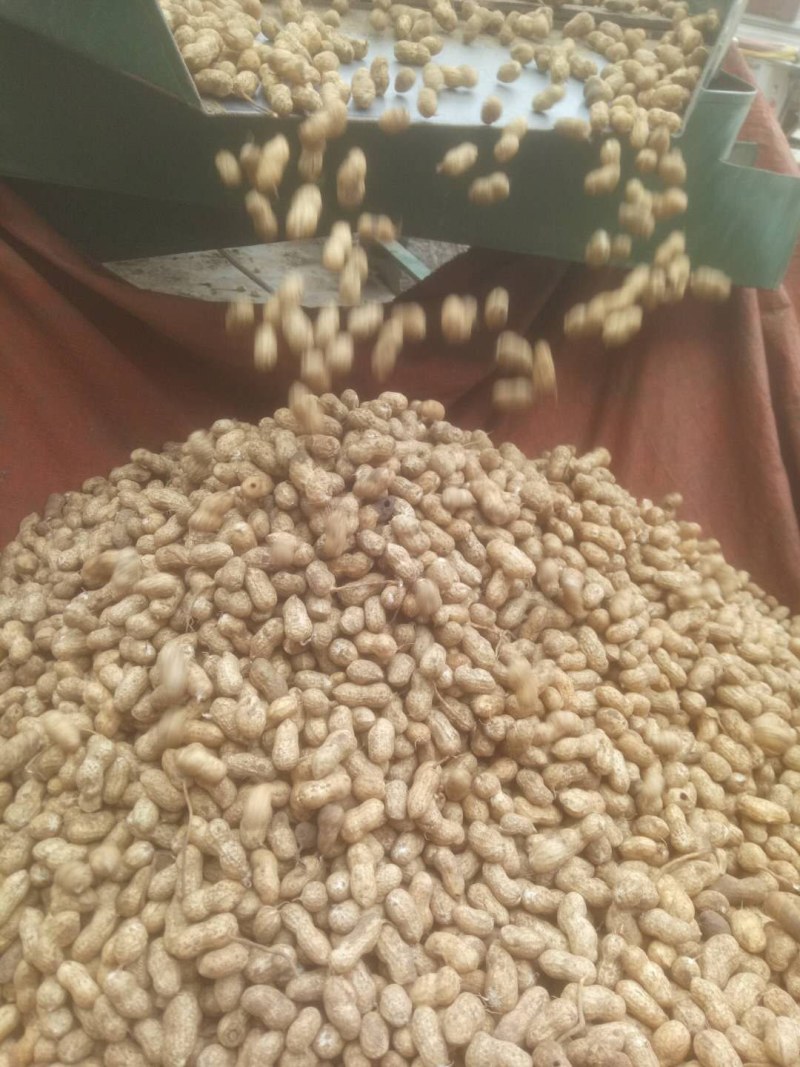 鲜花生，鲁花8号，大量上市，全国接单，保证质量，代发全国