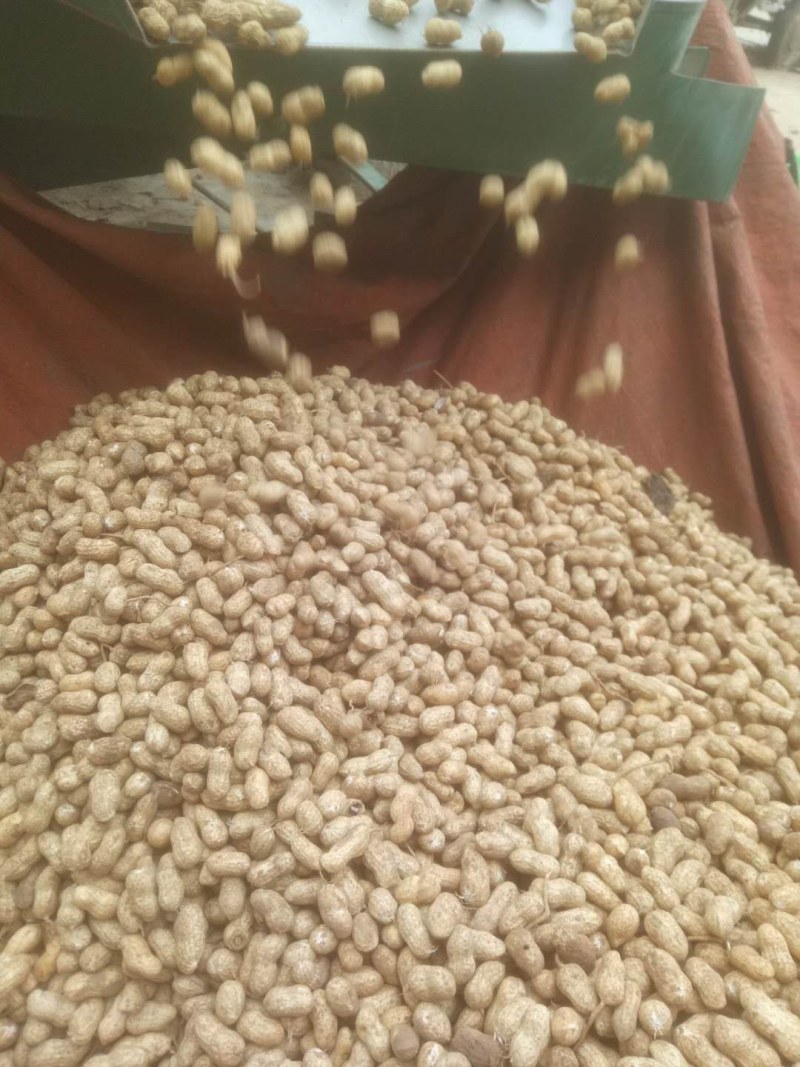 鲜花生，鲁花8号，大量上市，全国接单，保证质量，代发全国