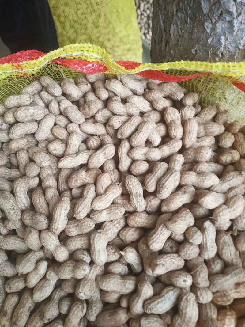 鲜花生，鲁花8号，大量上市，全国接单，保证质量，代发全国
