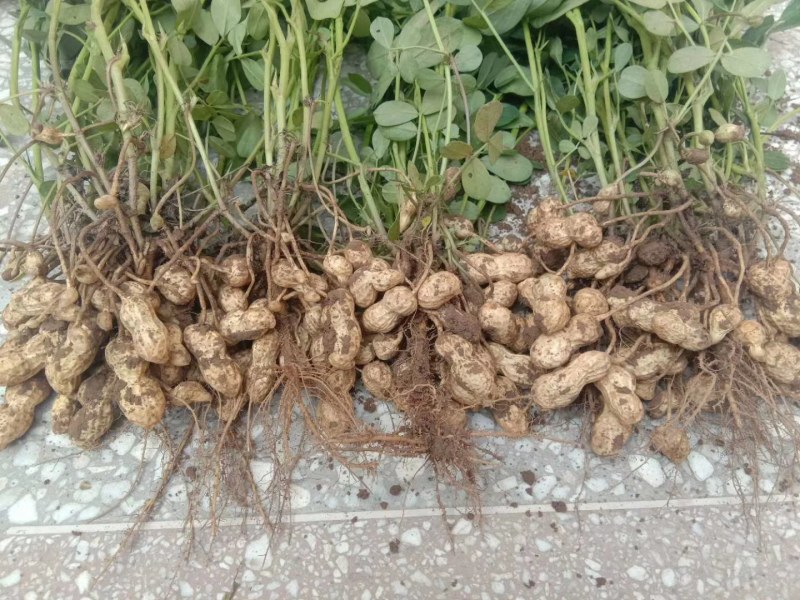 鲜花生，鲁花8号，大量上市，全国接单，保证质量，代发全国