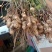 鲜花生，鲁花8号，大量上市，全国接单，保证质量，代发全国