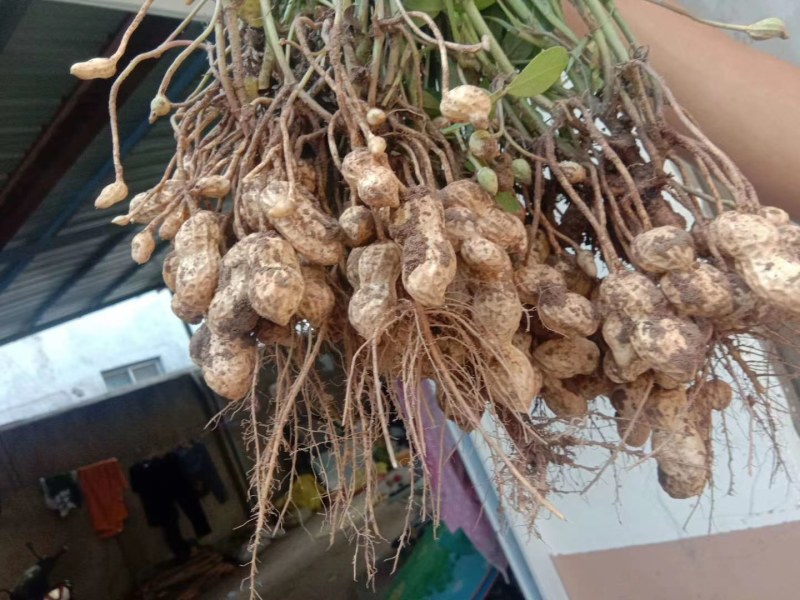 鲜花生，鲁花8号，大量上市，全国接单，保证质量，代发全国