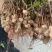 鲜花生，鲁花8号，大量上市，全国接单，保证质量，代发全国